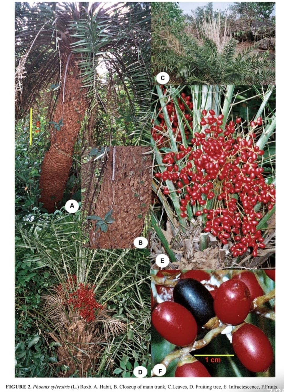 A collage of photos showing parts of Phoenix sylvestris: