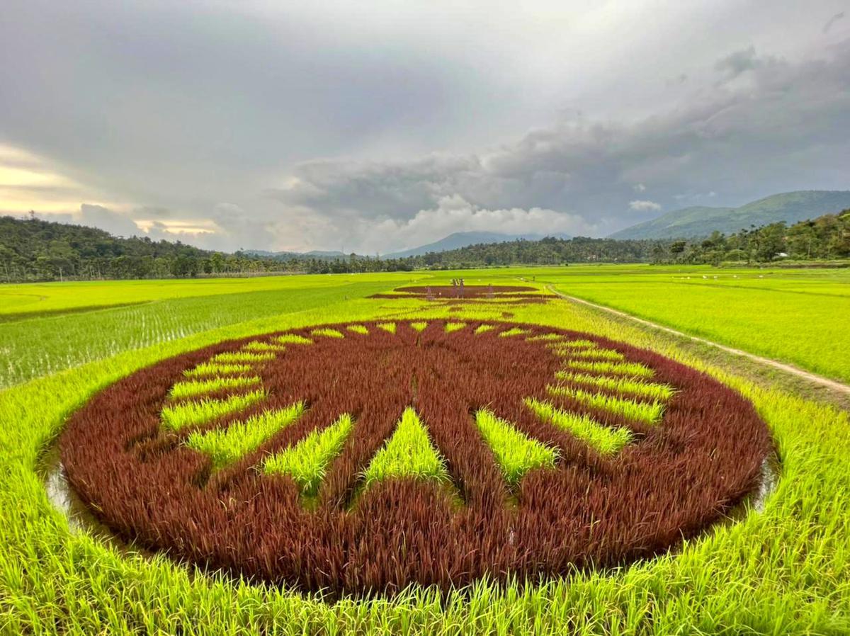 Wayanad farmer creates Ashoka Chakra using Tambo Art to promote rice cultivation