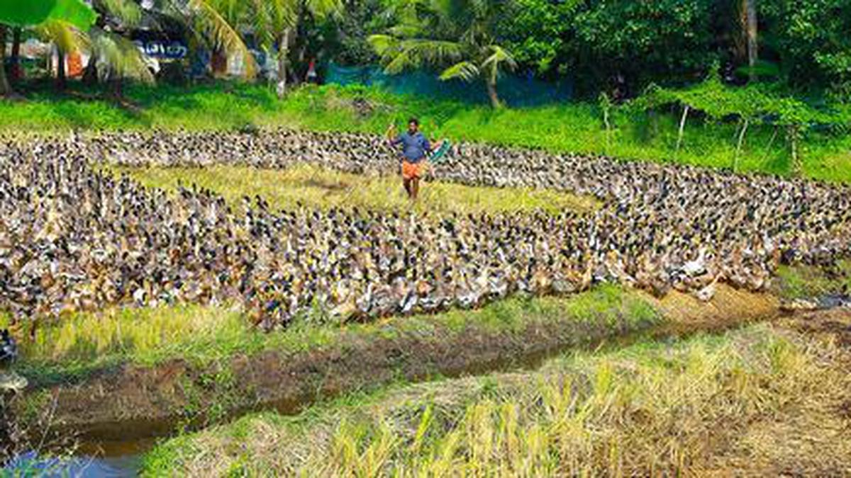 Duck farmers in Kerala in deep trouble due to bird flu outbreak, seek govt. help