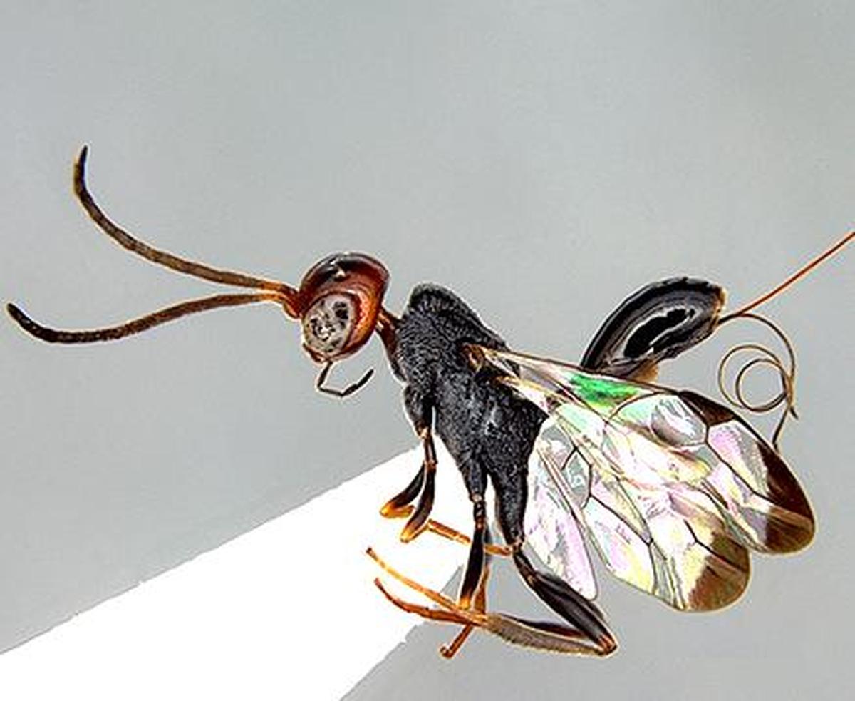 New parasitoid wasp found - The Hindu