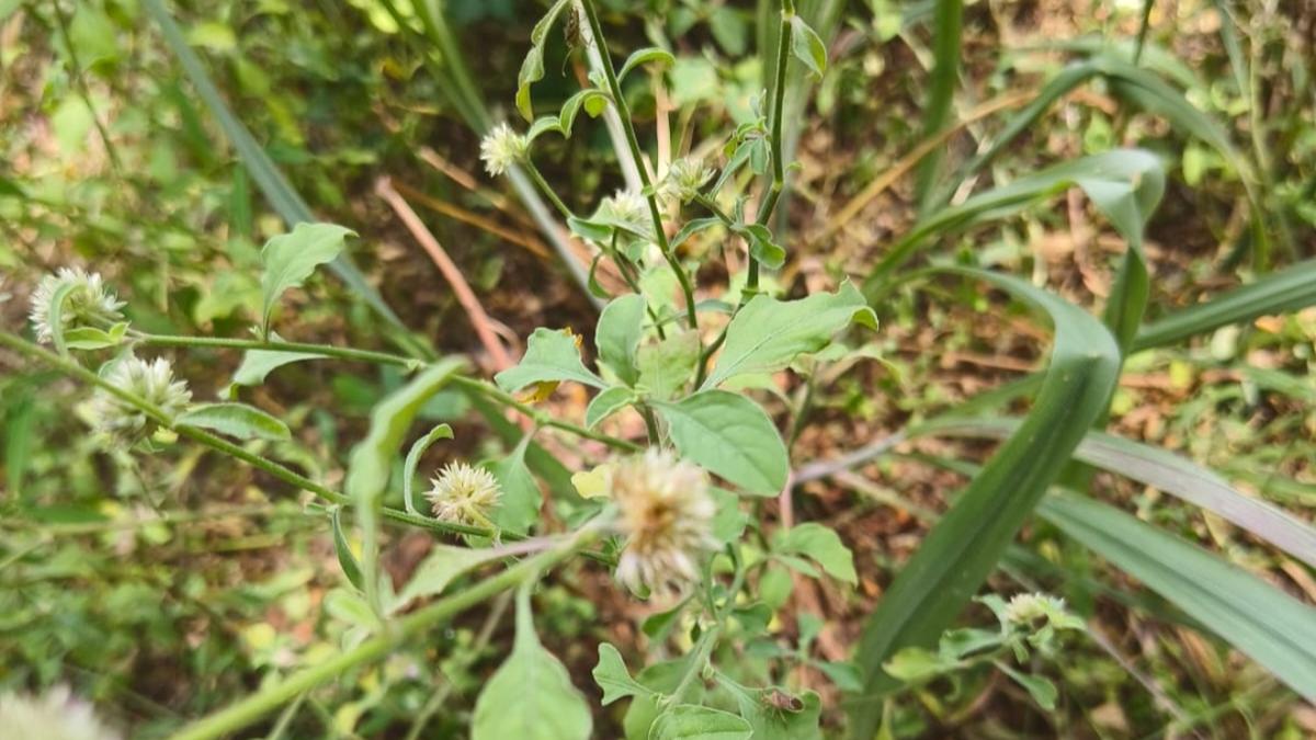 Researchers spot new species of annual herb in coastal Kollam