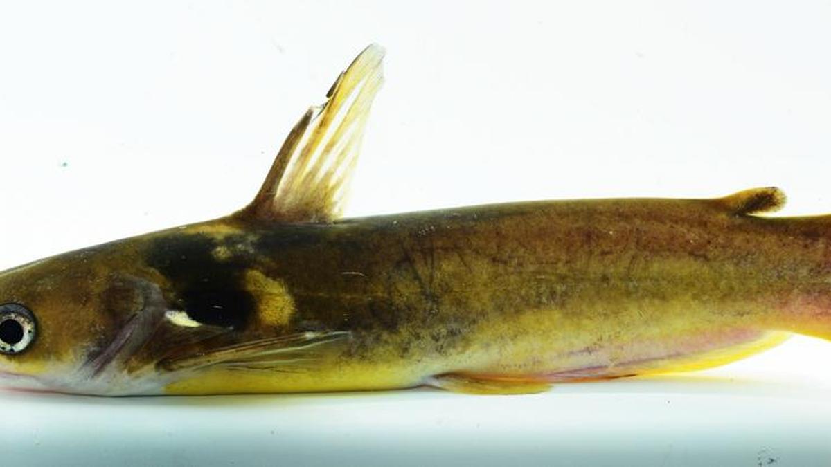 Researchers develop captive breeding protocol for endangered catfish