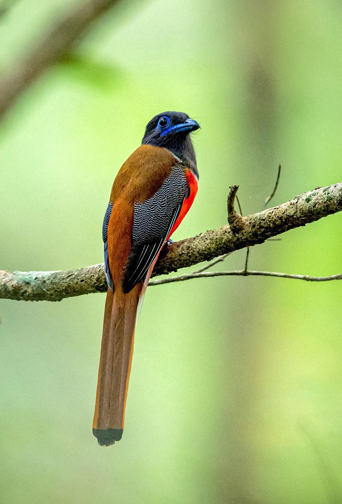 Malabar trogon Malabar trogon
