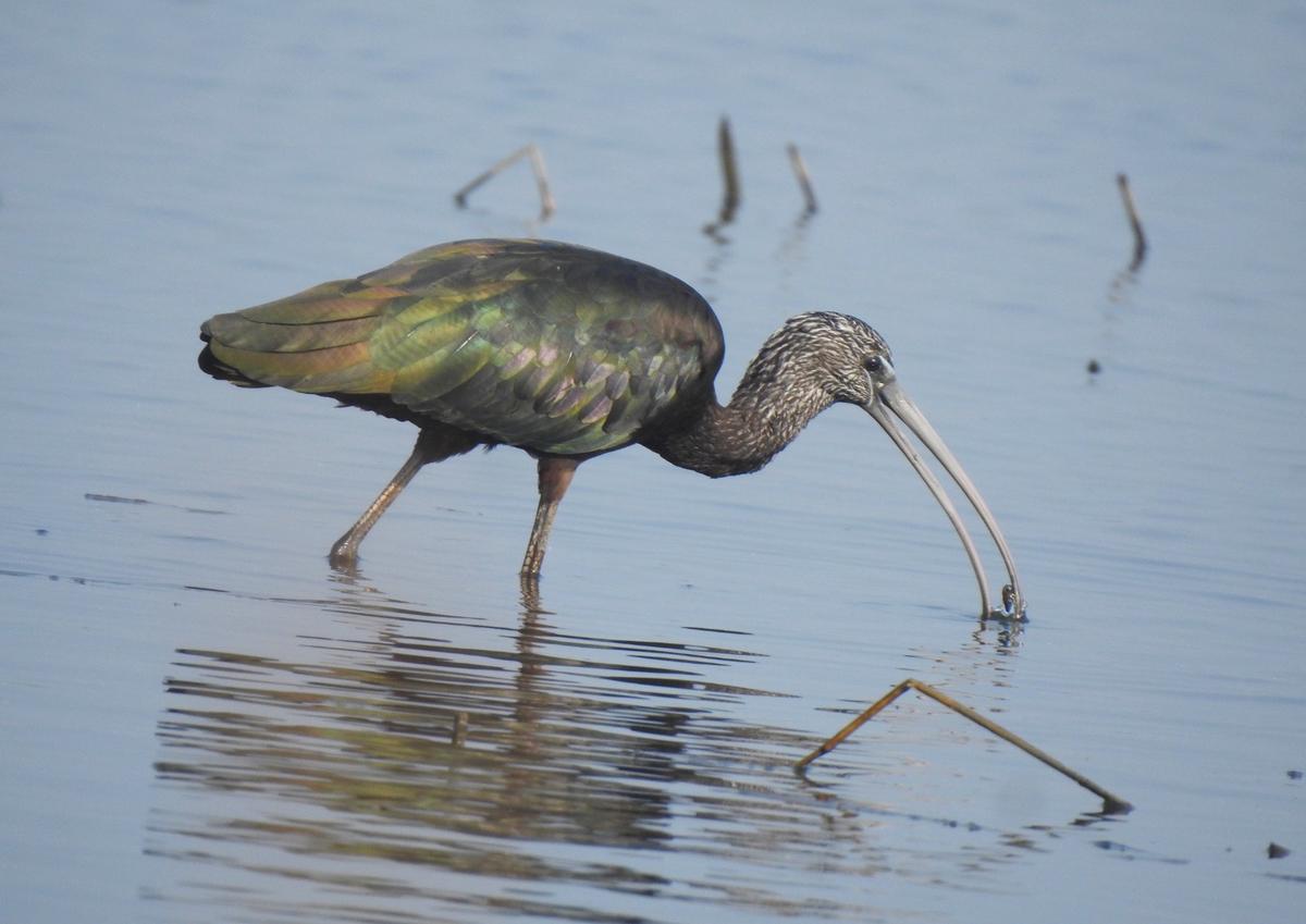 Glossy Ibis 