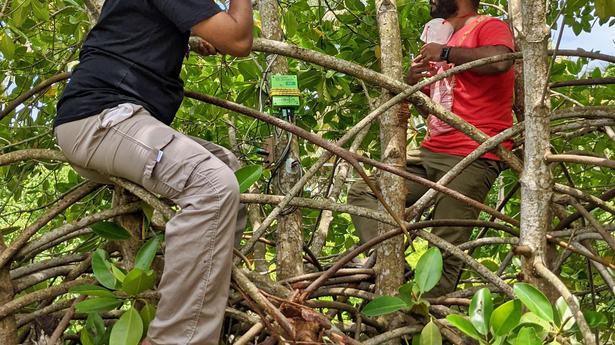 Water uptake feature of mangroves helps fight climate change: study