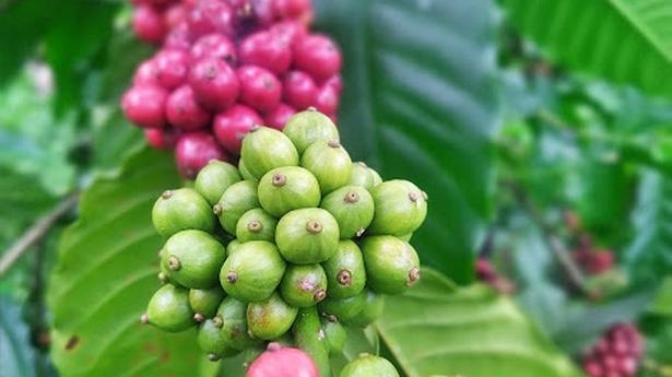 El precio del café Robusta alcanza un máximo histórico a medida que disminuye la producción brasileña