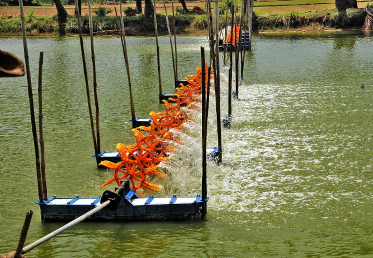 Brackish Water Aquaculture