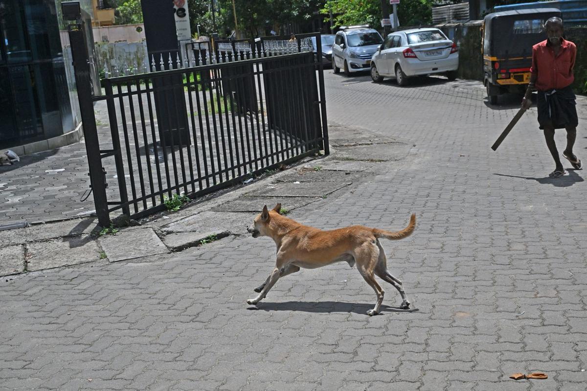 Stray dogs have overrun the streets of the temple town of Thripunithura. Recently, a school in the area declared a holiday after the carcass of a stray was discovered on the campus. Stray dogs have overrun the streets of the temple town of Thripunithura. Recently, a school in the area declared a holiday after the carcass of a stray was discovered on the campus.