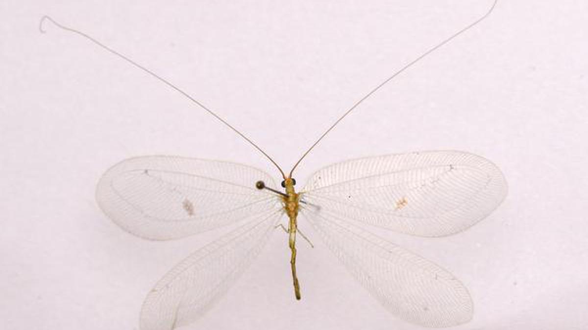 Insects of Kerala: Lacewing