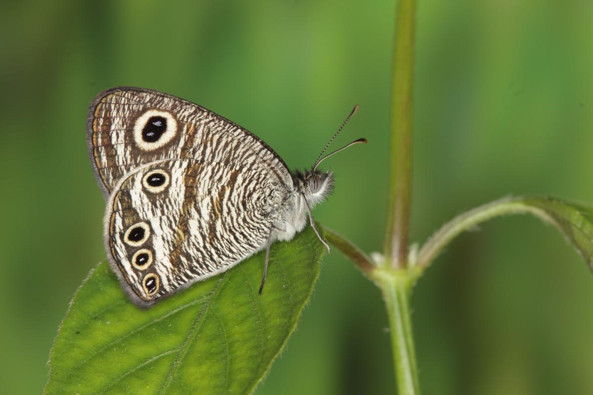 Common Four-ring Butterfly Stock Photo, Picture and Royalty Free Image.  Image 14478452.