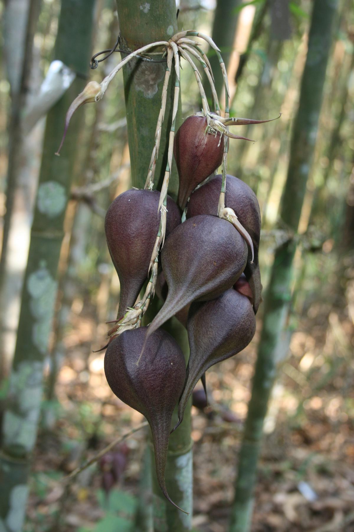 Fruit of Melocanna baccifera