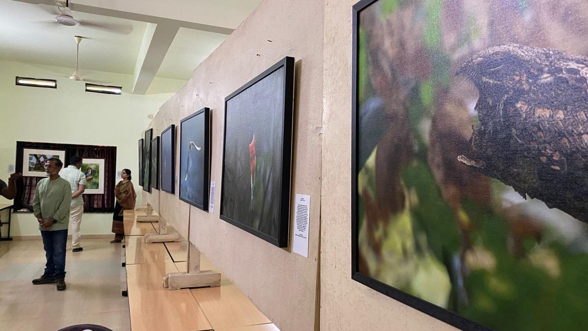 Exhibition in Palakkad celebrates ornithologist Induchoodan