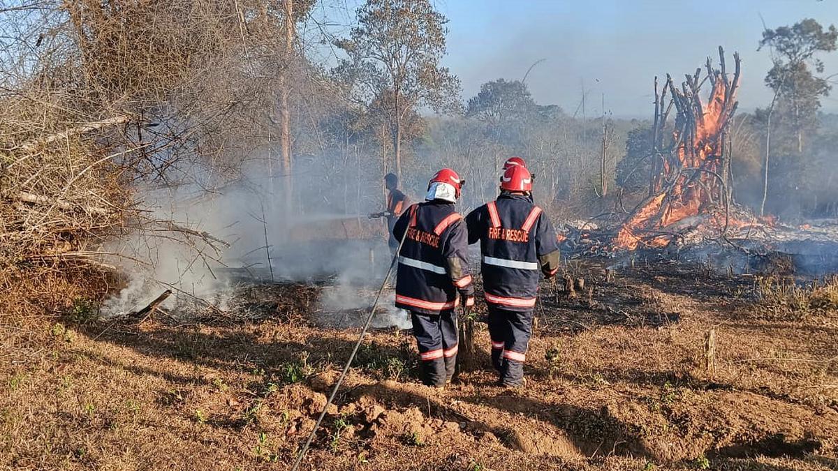 Six hectares of forest gutted in Wayanad Wildlife Sanctuary