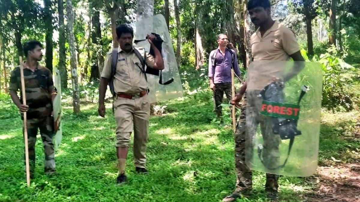 Operation to trace elusive tiger intensified in Wayanad Operation to trace elusive tiger intensified in Wayanad