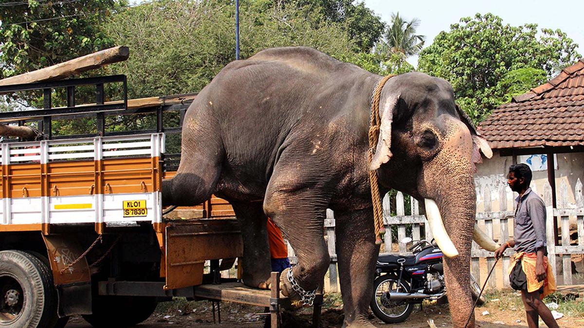 New rules on captive elephants have provision for euthanasia