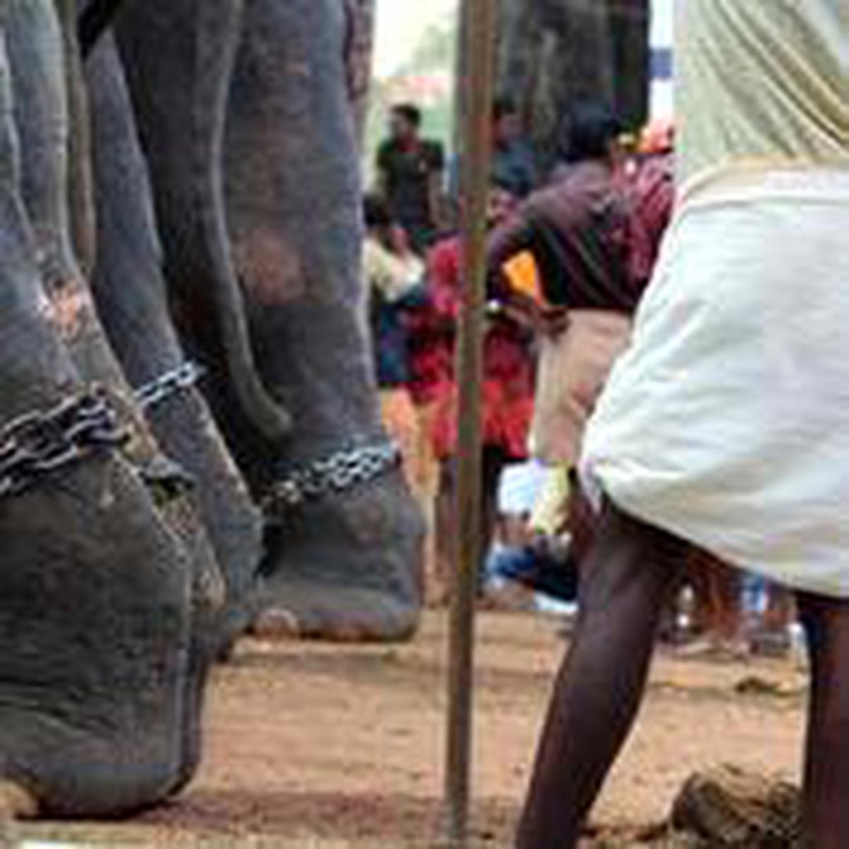 An ordeal for elephants: PETA - The Hindu