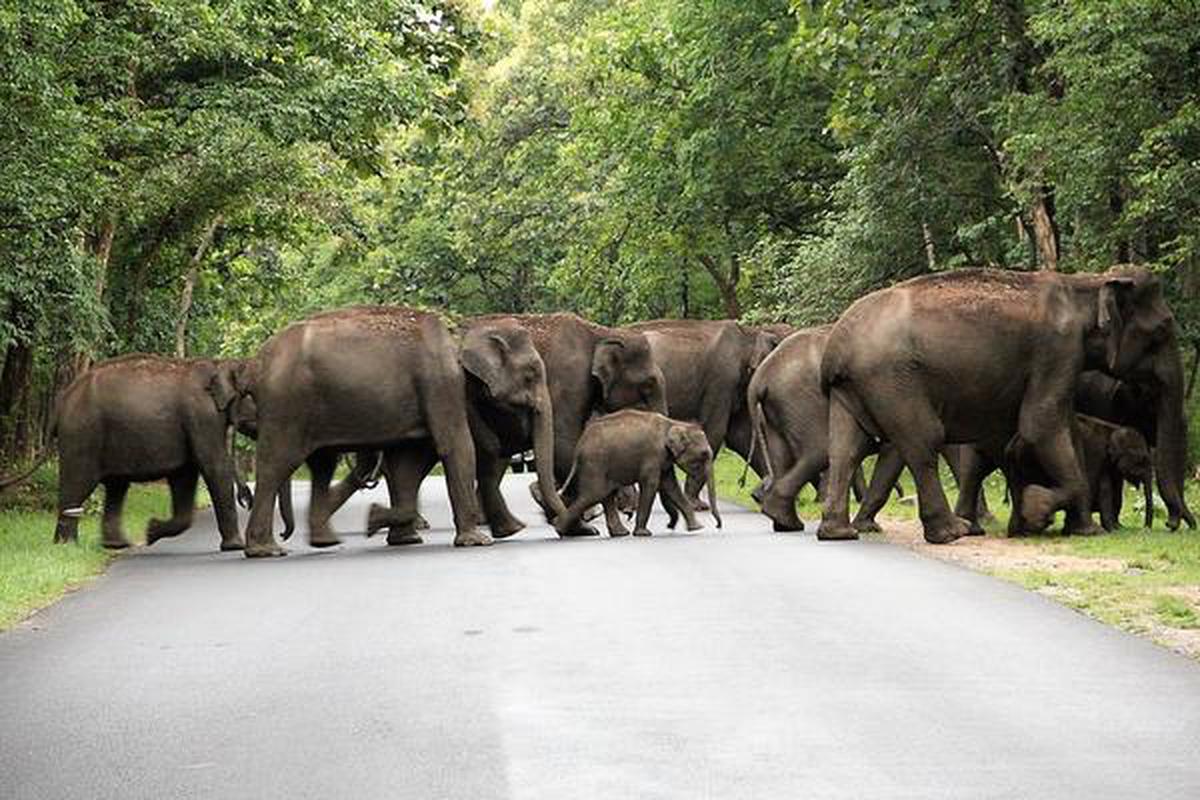 Elephant census begins on May 17 in Kerala - The Hindu