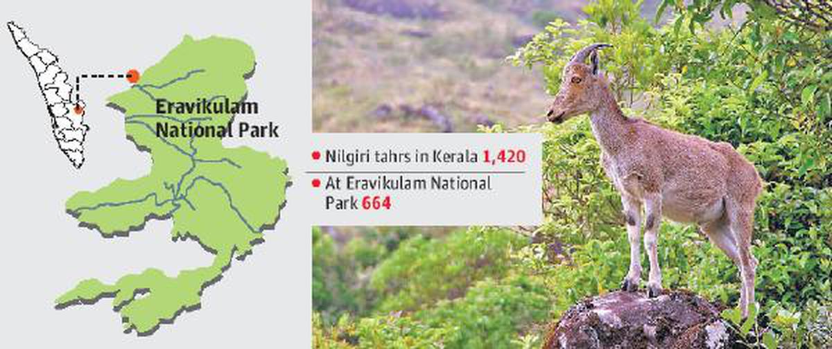 Nilgiri Tahr | Eravikulam National Park | Species in News | UPSC