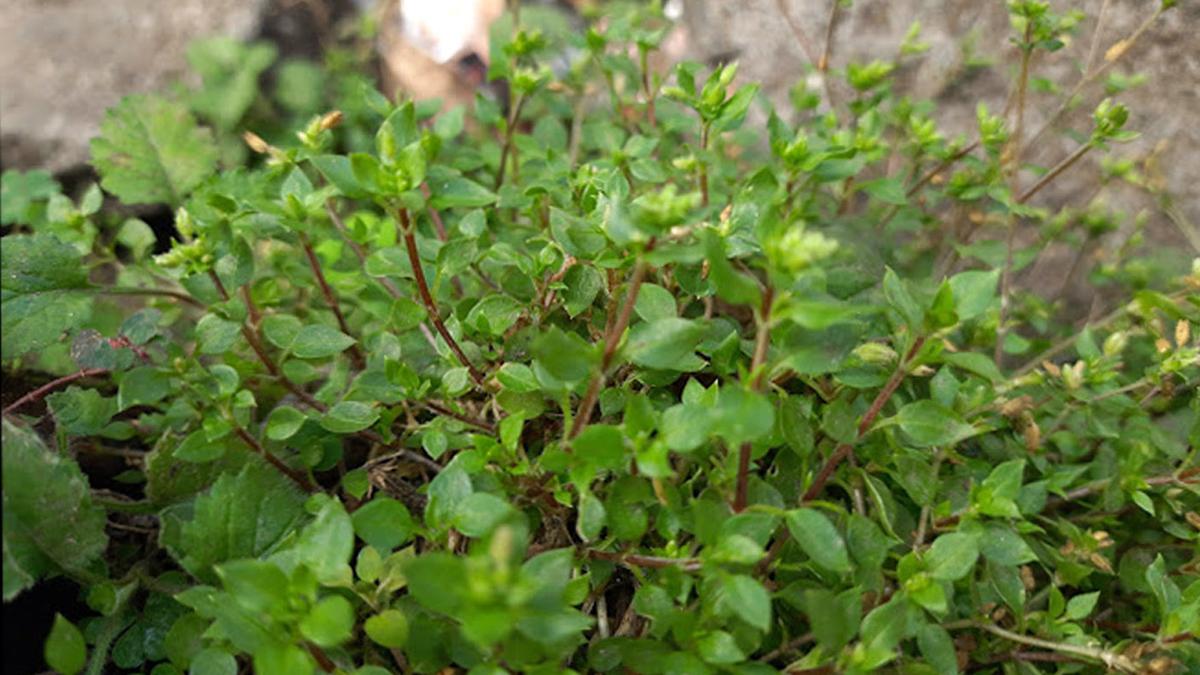 New plant species from Kerala’s Nelliyampathy named after Nobel laureate Barbara McClintock