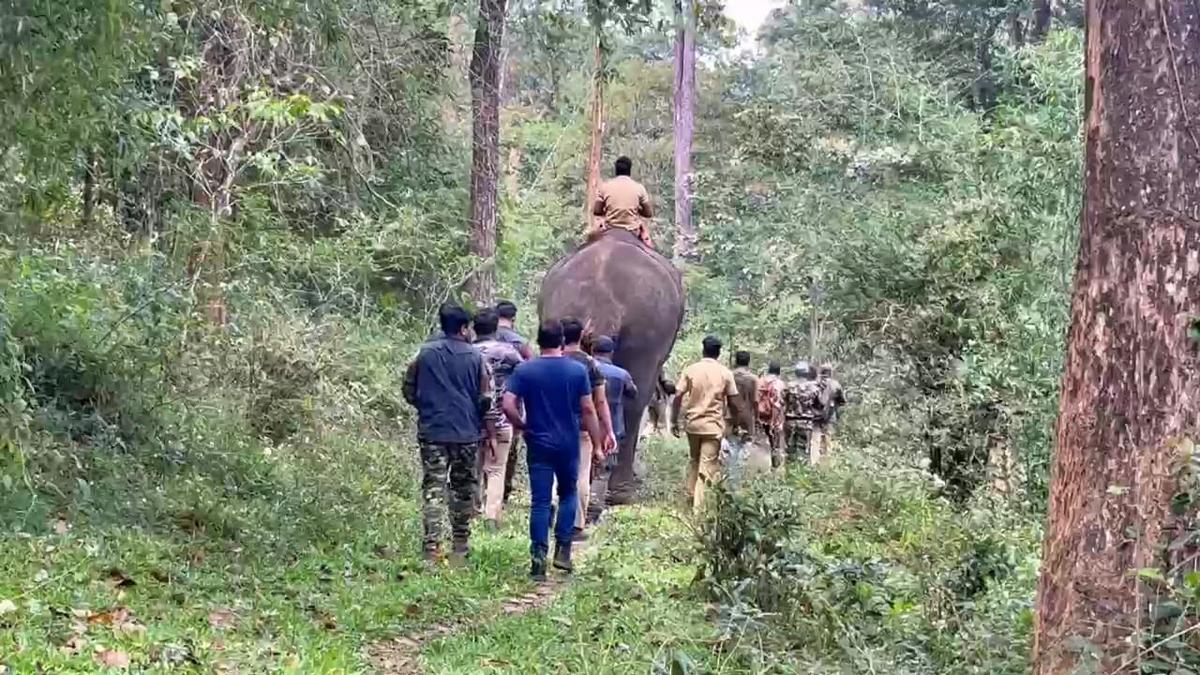 Special team intensifies combing operation for elusive tiger in Wayanad