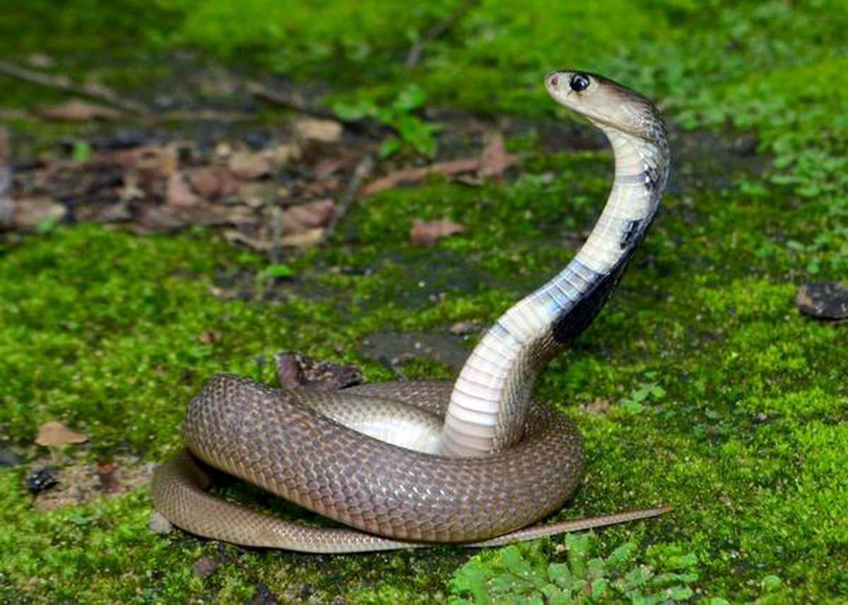 World Biggest King Cobra In Kerala