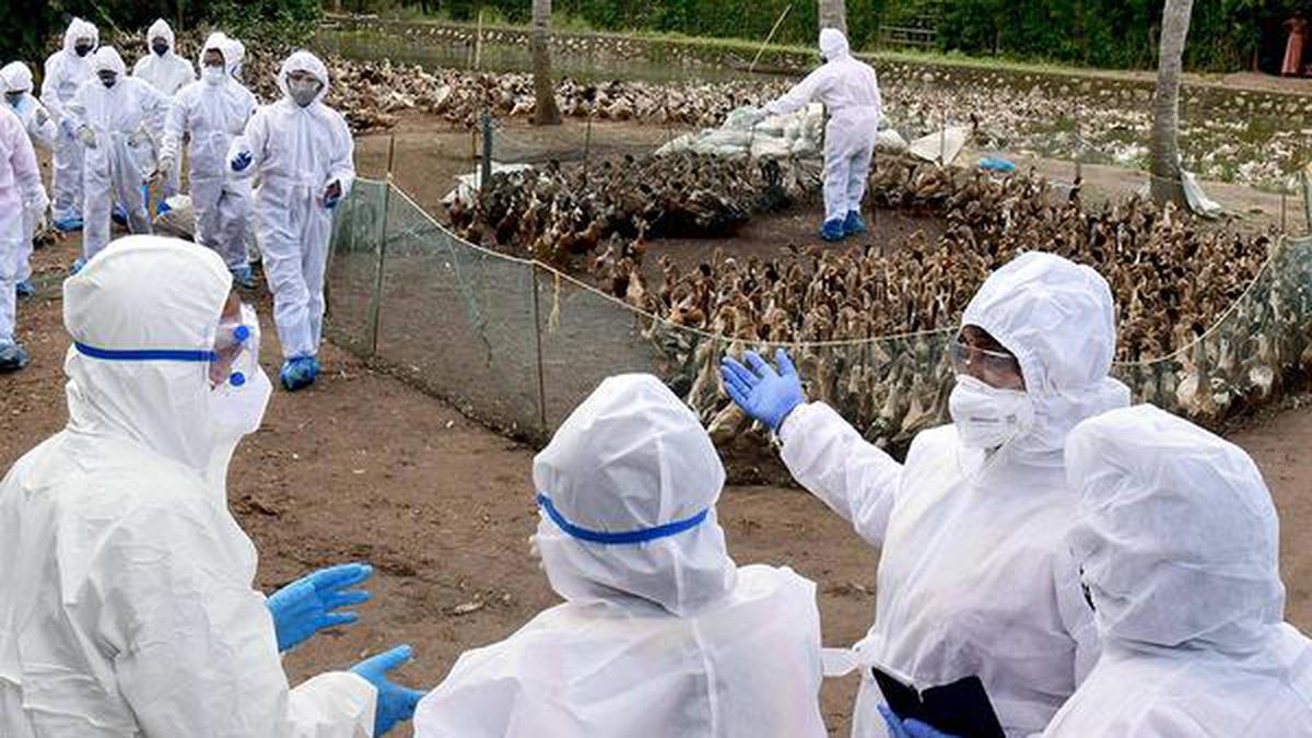 How serious is the bird flu outbreak in India and how can it be ...