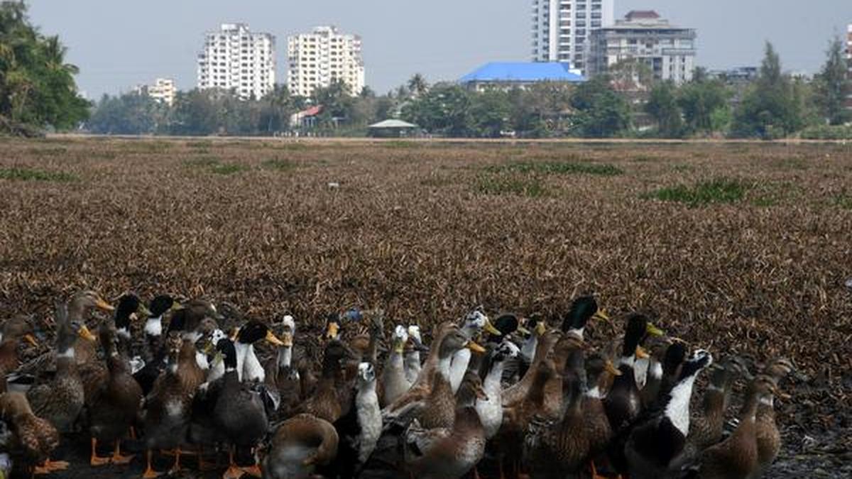 Bird flu outbreak Central team to visit Kerala on January 7 The Hindu