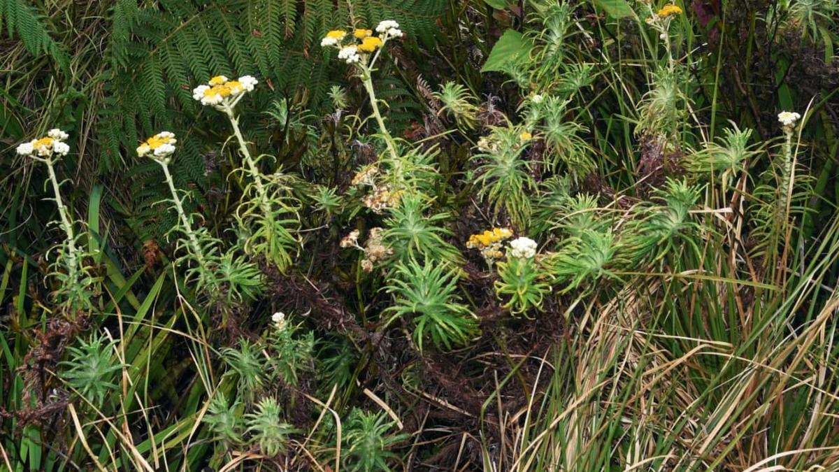 New high-altitude plant species discovered in Western Ghats