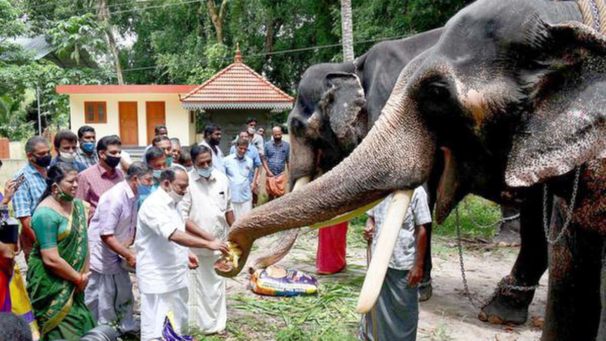 State To Feed Captive Elephants The Hindu