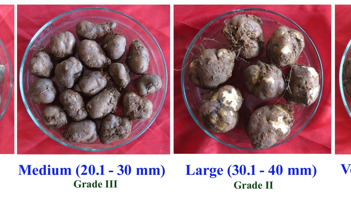 Patent for size-based Chinese potato grader developed by CTCRI