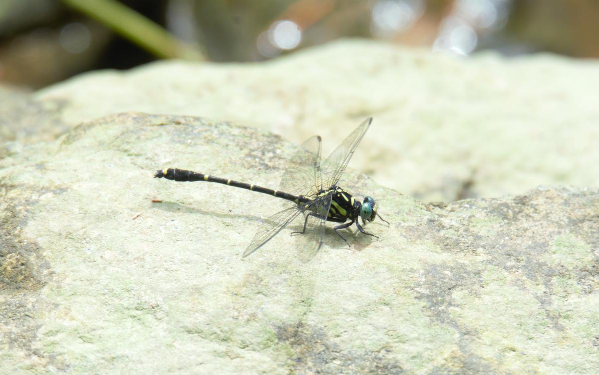 Lunkerhunt Dragonfly, Cardinal – Realistic Looking Dragonfly