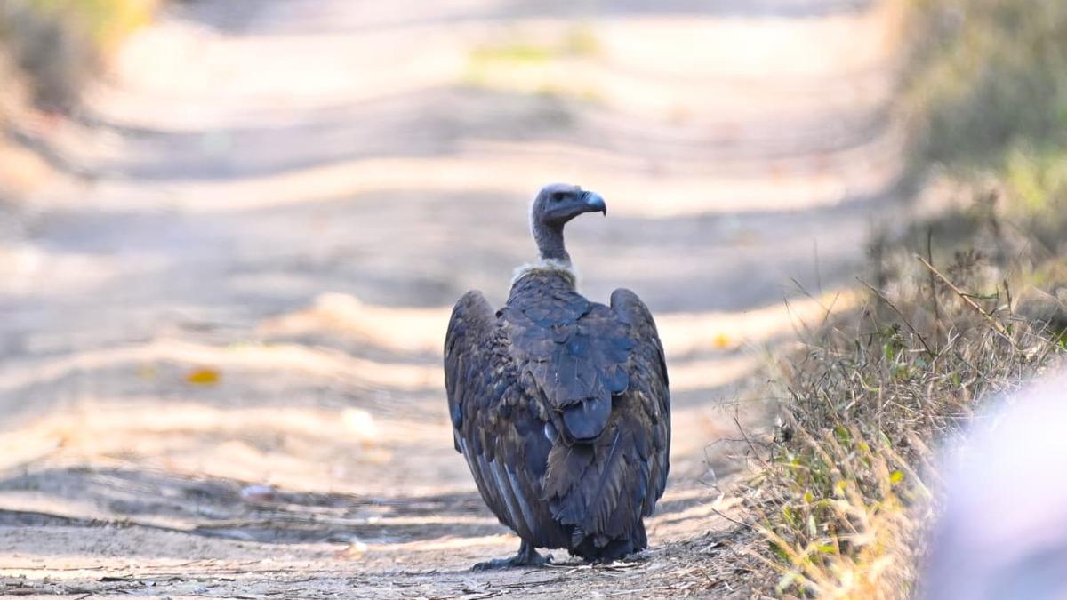White-rumped vulture rescued from Nilambur soars again over Wayanad
