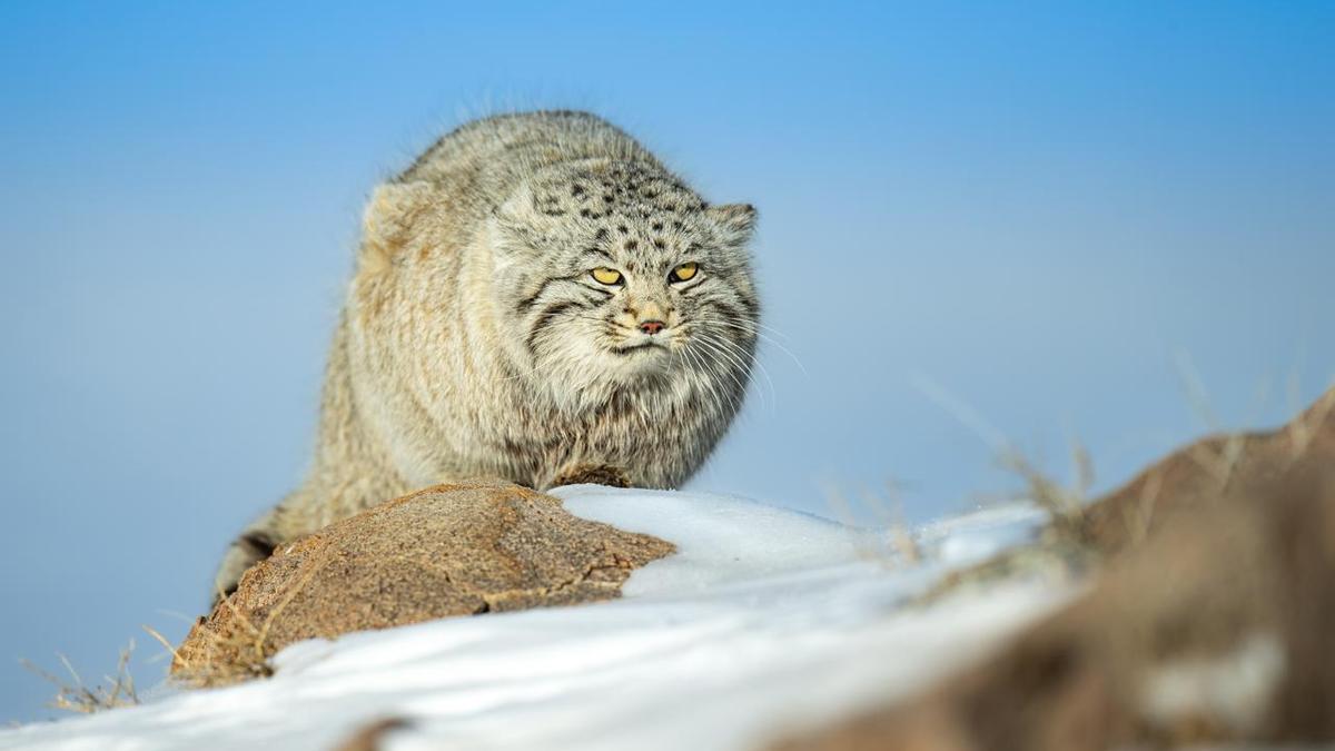 An MVD official’s trip to Mongolia to photograph Pallas’s cat find its way to a school textbook