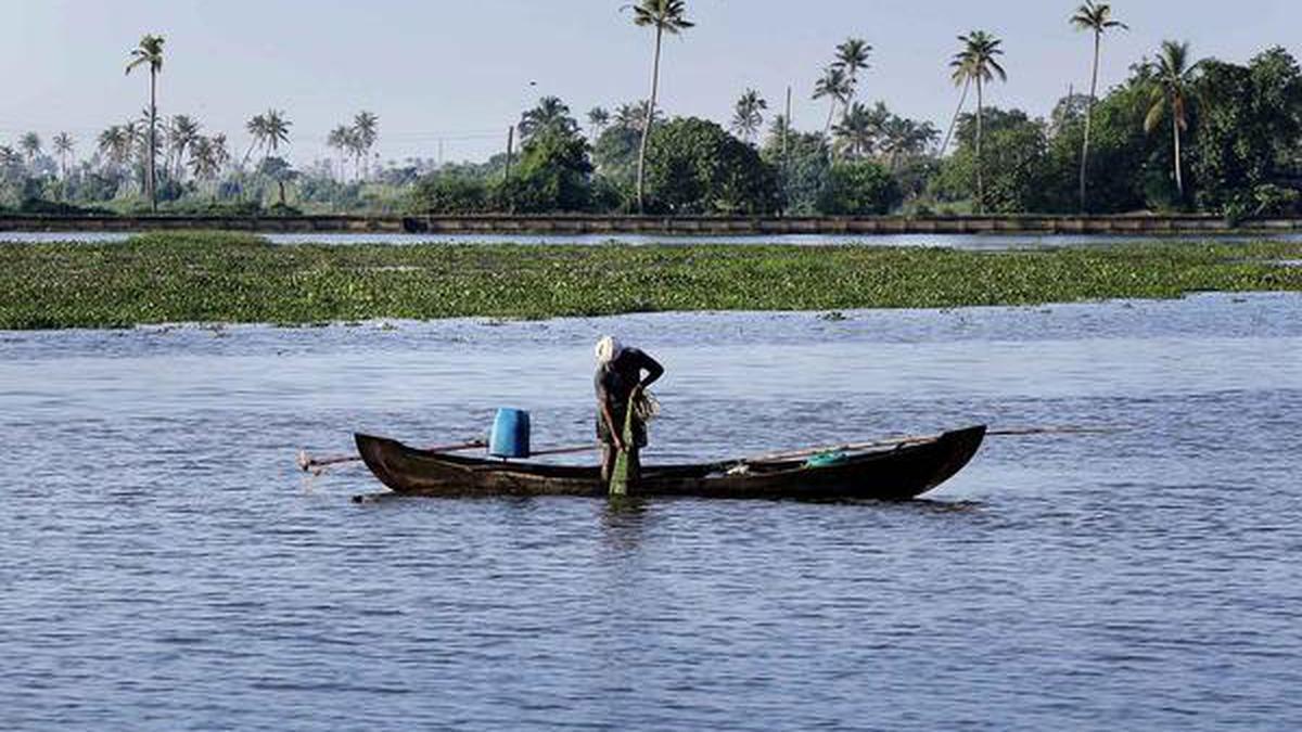 Vembanad Lake to host fish, black clam sanctuaries - The Hindu