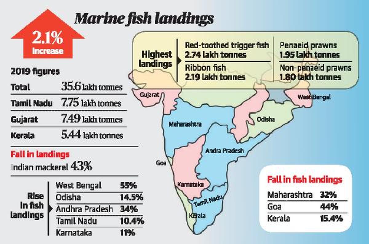 Marginal increase in India’s marine fish production - The Hindu