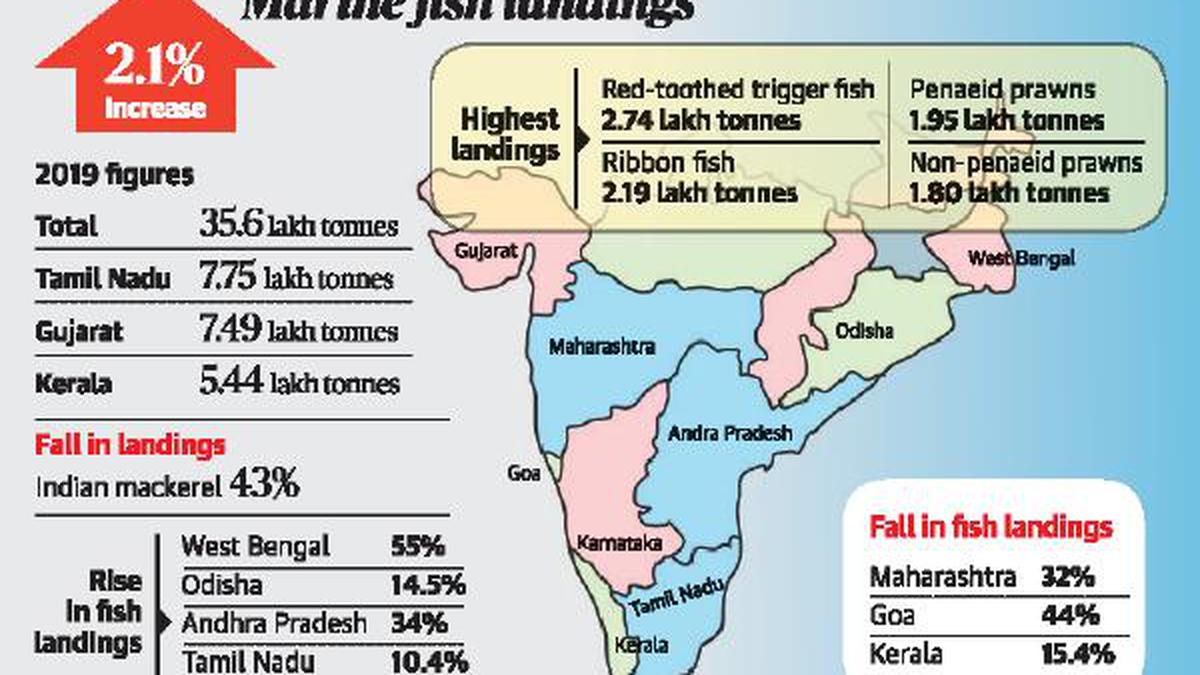 Leading Producer Of Marine Fish In India