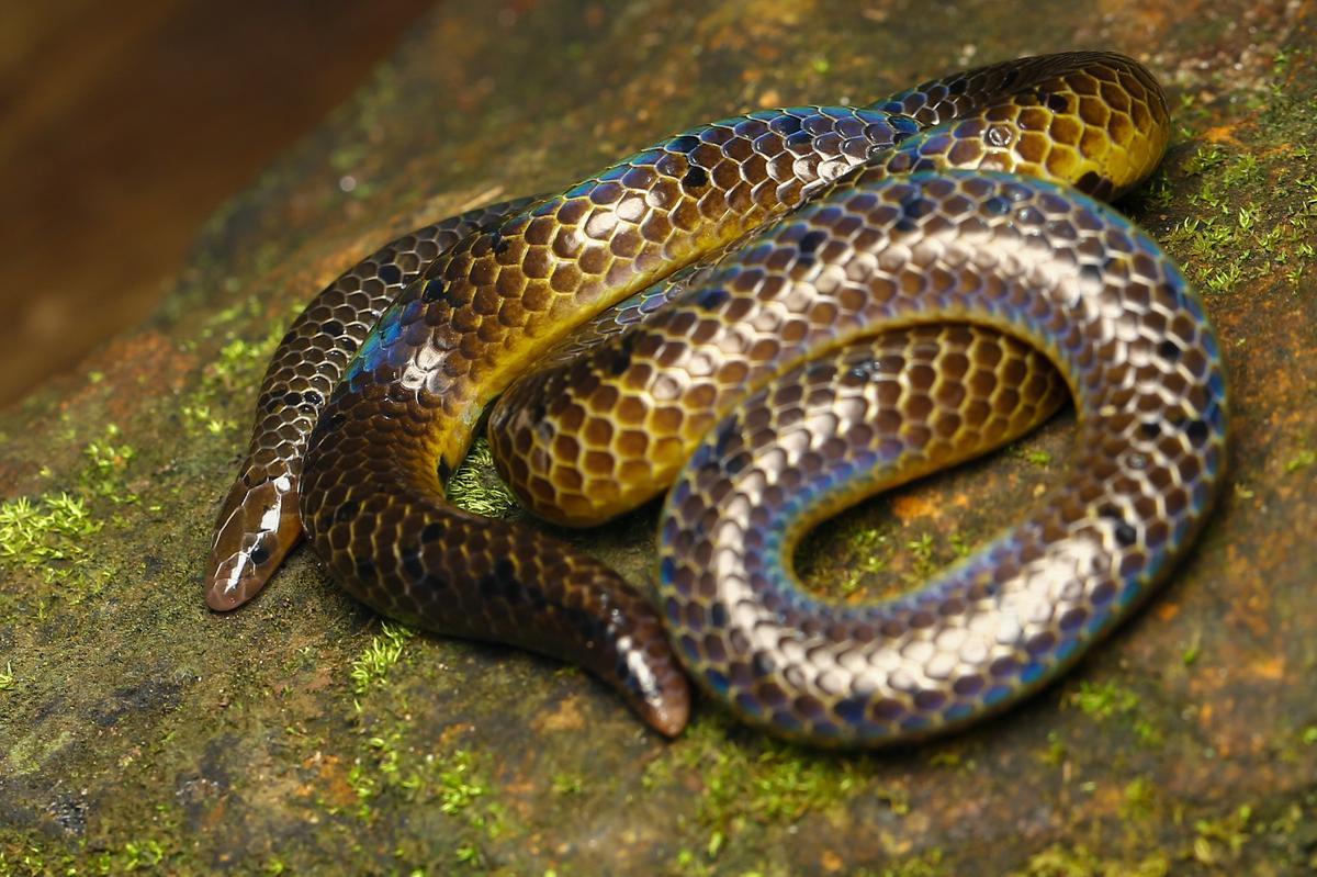 Elusive snake species spotted in Chembra hills in Wayanad after 142 years