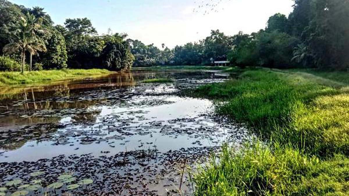 Harita Keralam Mission to rejuvenate Madhurampuzha - The Hindu