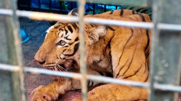 Tigress captured in Wayanad