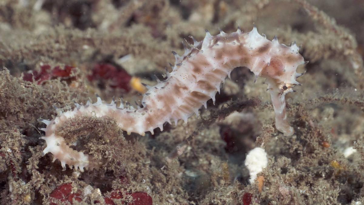 Two shipwrecks off Thiruvananthapuram coast are today home to a rich array of marine life, finds study