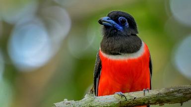 238 bird species spotted in Thiruvananthapuram district during Great Backyard Bird Count and Campus Bird Count - The Hindu