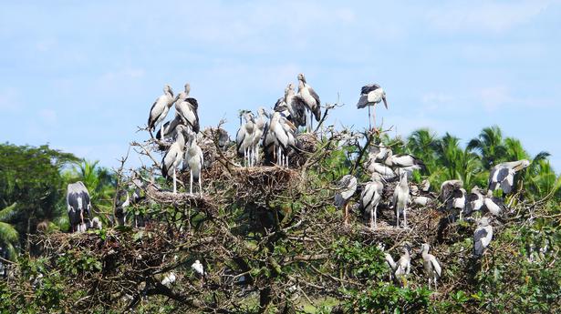 Asian openbill leaves no room for other migrants at Tirunavaya