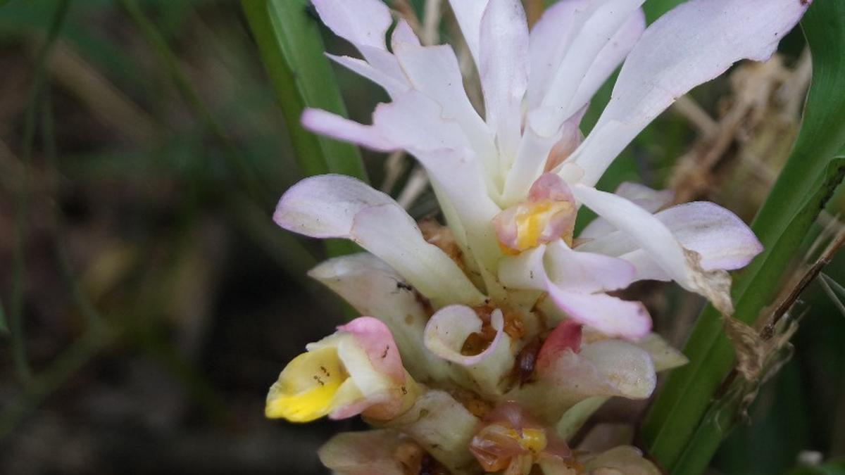 Researchers discover new species of genus Curcuma in Nagaland