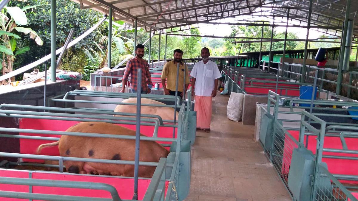 African swine fever casts a shadow on lives of pig farmers in Wayanad