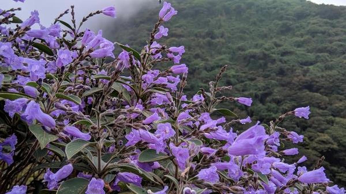 Will Neelakurinji bloom next season? The Hindu