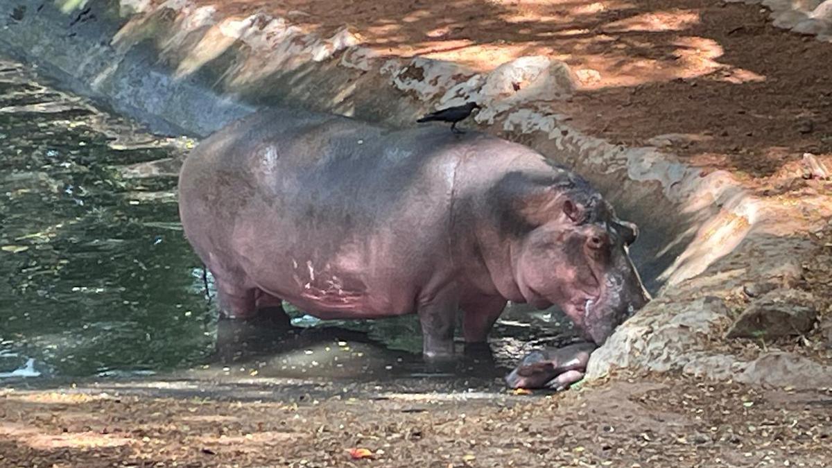 Hippopotamus gives birth at Thiruvananthapuram zoo - The Hindu