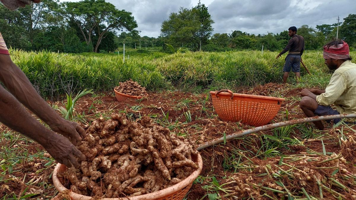 With good demand, ginger price on a roll after 5 years The Hindu