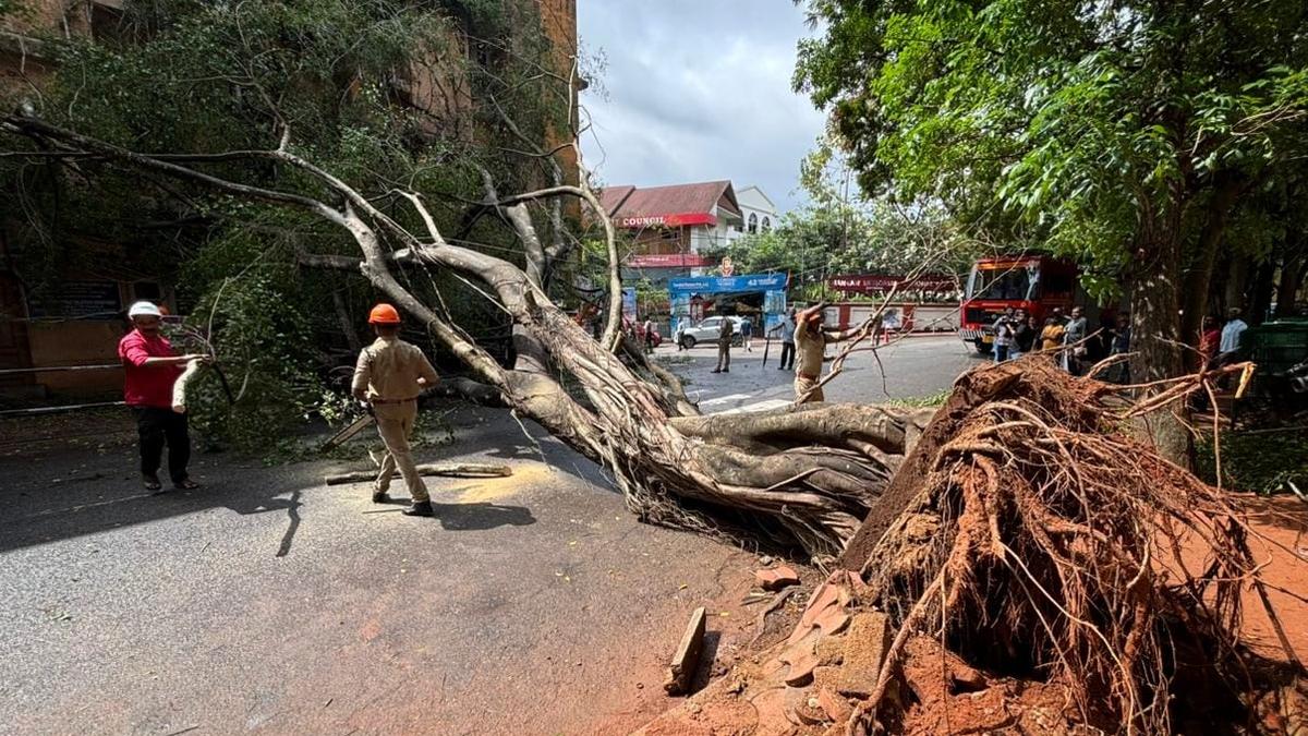 Tree in front of Thiruvananthapuram Press Club keels over
