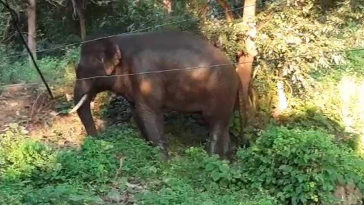 Palakkad Tusker-7 continues to scare villagers as kraal is getting ready in Wayanad