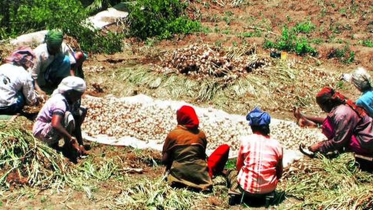 Garlic gives farmers a reason to cheer The Hindu